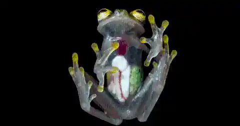 #9. Glass Frog