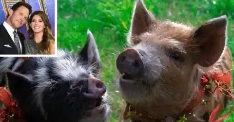 #7. Chris Pratt&rsquo;s Pigs