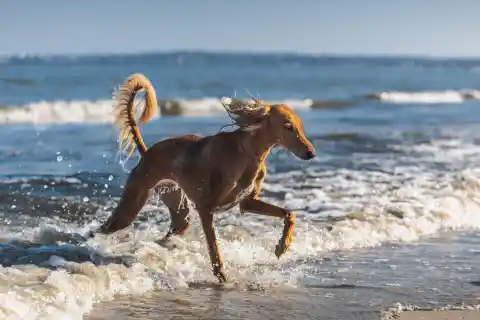 Saluki