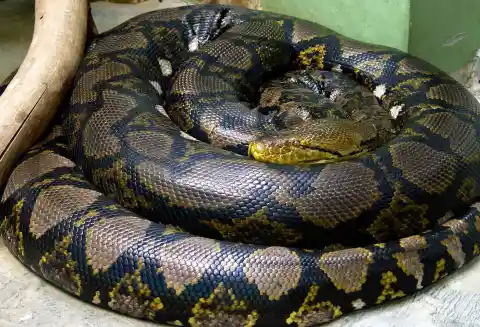 #23. Longest Snake In Captivity