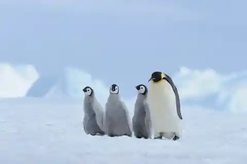 Antarctica