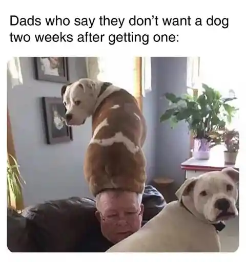 No Dogs In This House
