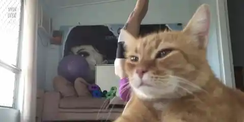 Yogi Cat