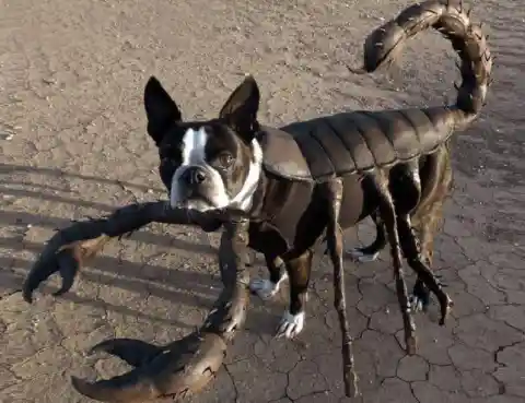 6. The Terrifying New Dog Species