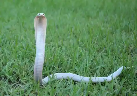 Albino Cobra