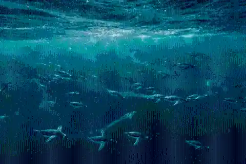 #12. Natural Swimmers