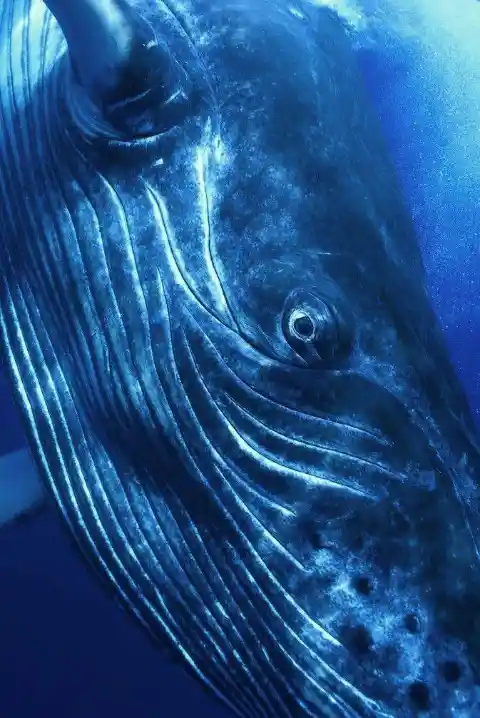#19. Almonst Eaten By Whale