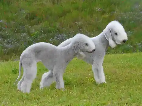 Bedlington Terrier