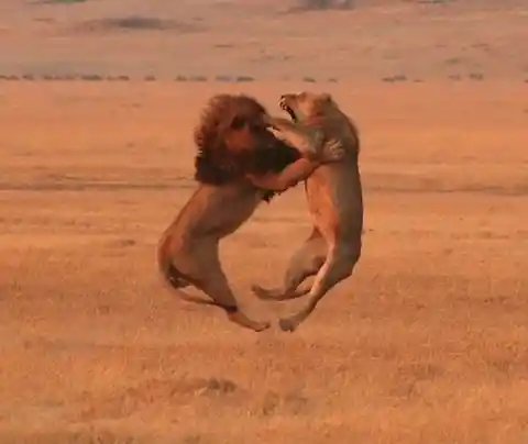 Boxing Lions