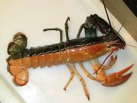 #10. Two-Faced Lobster