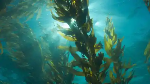 #29. Seaweed