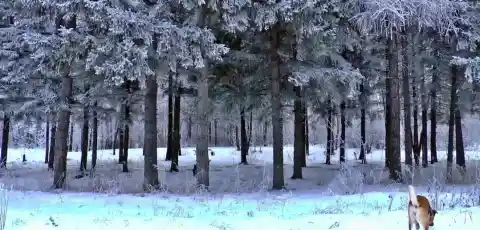 Siberian Winters