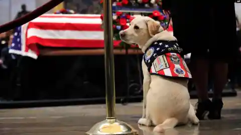#3. Sully: The Most Loyal Service Dog