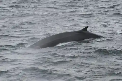 #8. Getting Acquainted With The Fin Whale