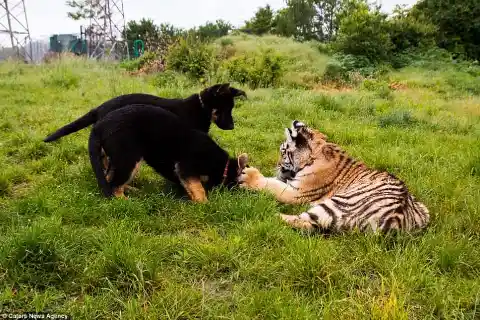 Big Cute Cats