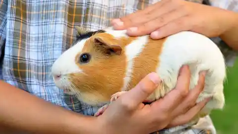 You Can't Own Just One Guinea Pig In Switzerland