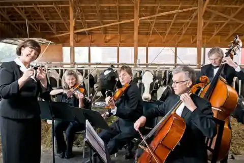 Cows Produce More Milk When Listening To Music