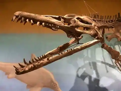 #13. A Dinosaur Bone