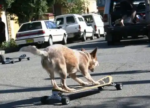 #20. Fastest Skateboard Ride By A Dog