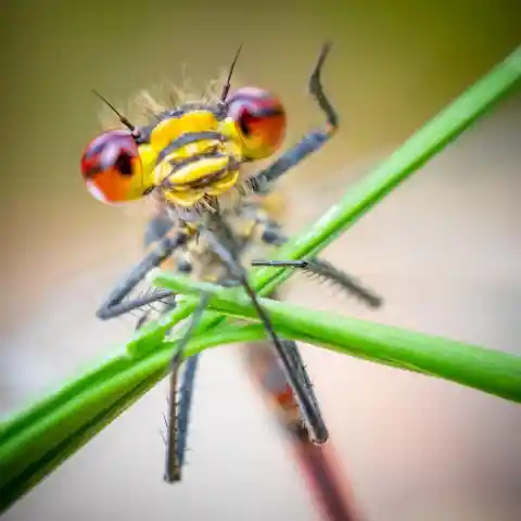 Macro Nature