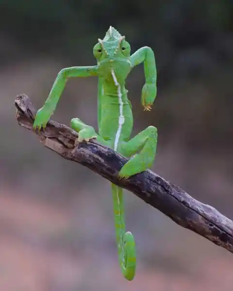 Angry Chameleon