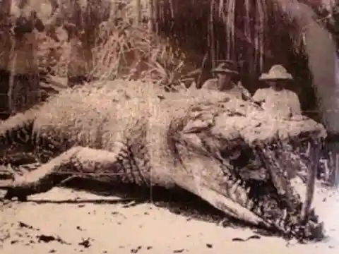 Biggest Crocodile Ever