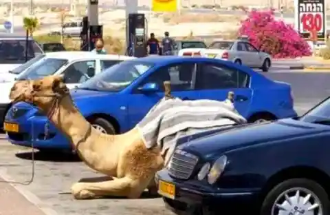 Camel Parking