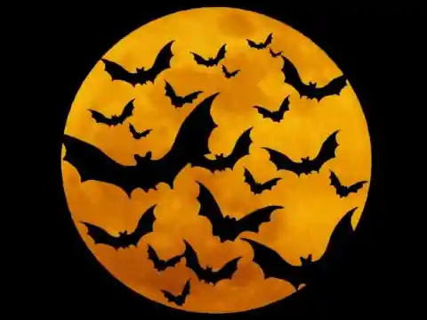 4. Bats on Halloween
