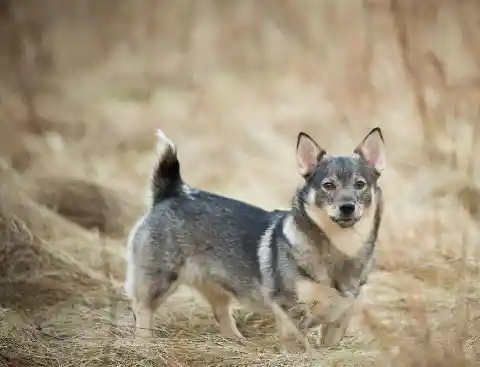 Swedish Vallhund