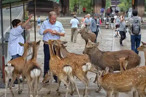 Deer At Miyajima Island, Japan