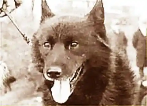 #11. A Sled Dog Saved A Whole Town