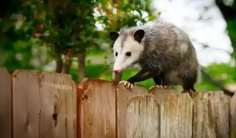 Meet The Possum