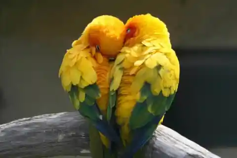 #22. Loving Lovebirds