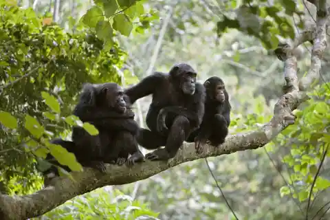 #17. Chimpanzees Are Almost Humans