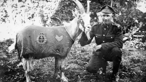 #18. A Goat Saved 3 Soldiers In World War I
