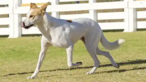 Canaan Dog