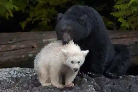Albino Black Bear