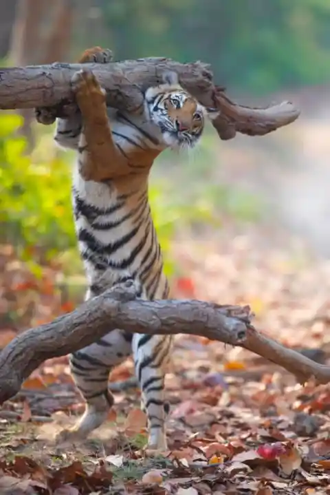 Working Tiger