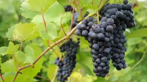Grapes