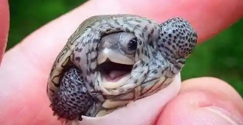 #17. Happy Turtle