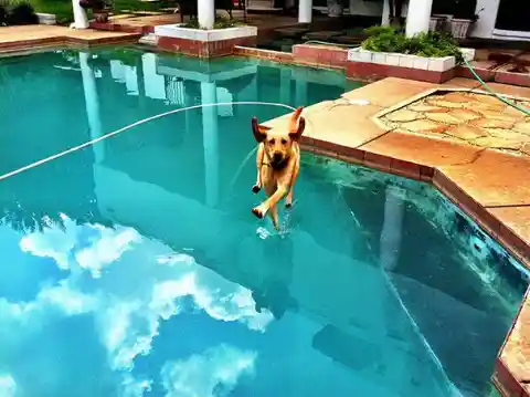 Aquadog