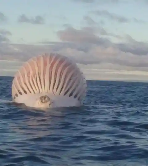 Whale Carcass