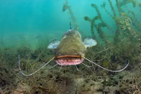 Large Catfish