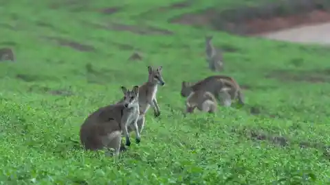Wallabies At Lambay Island, Ireland