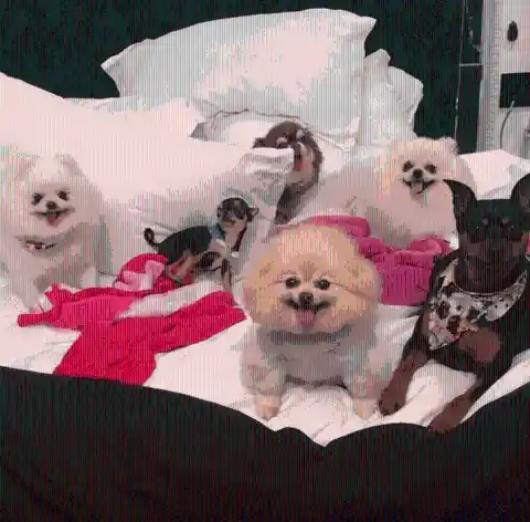 Paris Hilton&rsquo;s Pets