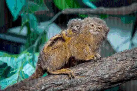 Pygmy Marmoset