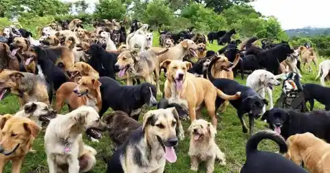 Dogs At Heredia, Costa Rica