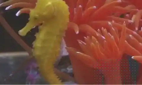 A Seahorse Fighting For Its Life