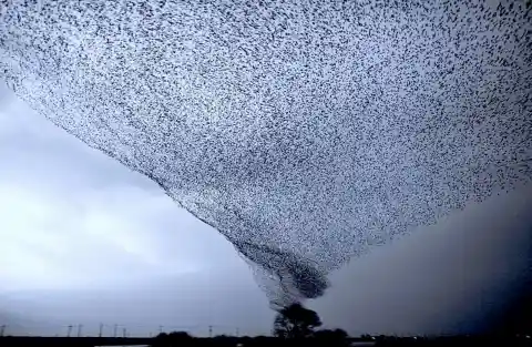 #1. Bird Tornado