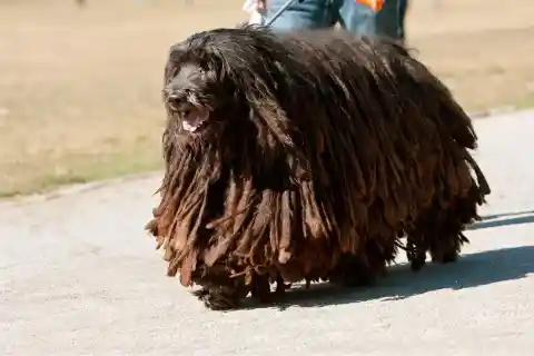 Bergamasco Sheepdog